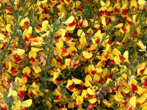 Broom: types and varieties, photos in landscape design