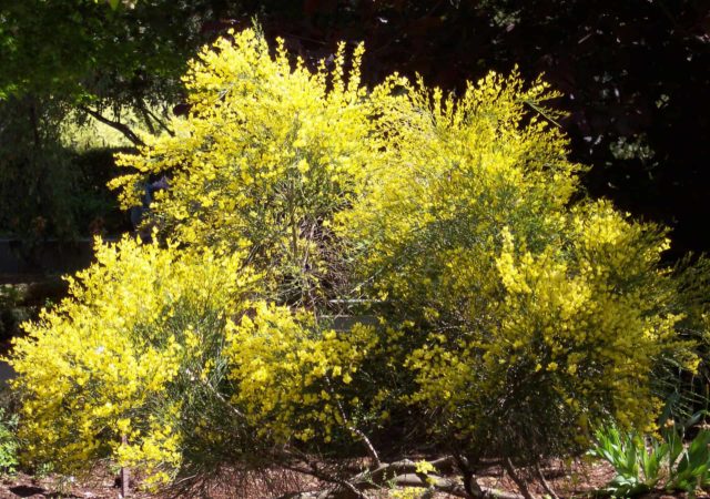 Broom: types and varieties, photos in landscape design