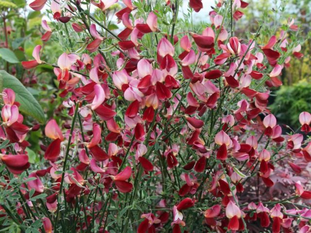 Broom: types and varieties, photos in landscape design