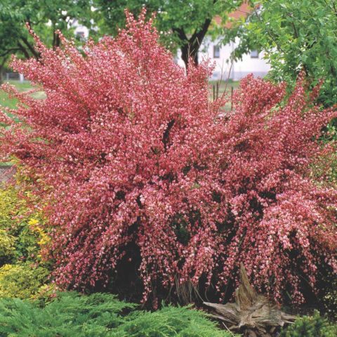 Broom: types and varieties, photos in landscape design