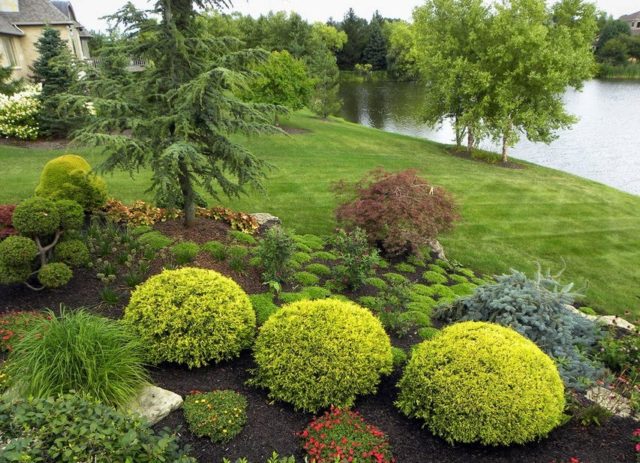 Broom: types and varieties, photos in landscape design