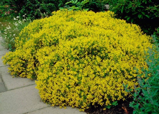 Broom: types and varieties, photos in landscape design