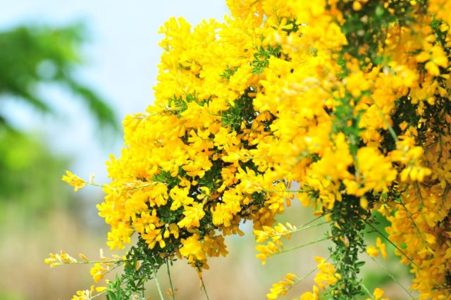 Broom: types and varieties, photos in landscape design