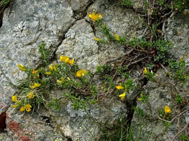 Broom: types and varieties, photos in landscape design