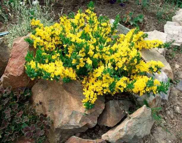 Broom: types and varieties, photos in landscape design