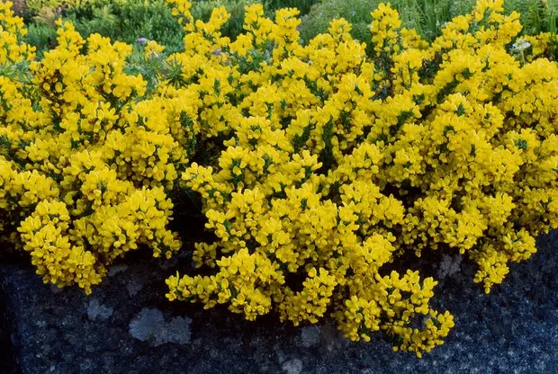 Broom: types and varieties, photos in landscape design