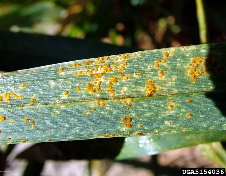 Brown rust of wheat (Puccinia recondita) photo and description