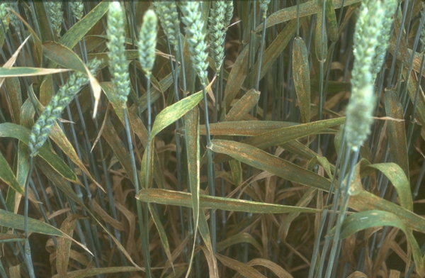 Brown rust of wheat (Puccinia recondita) photo and description