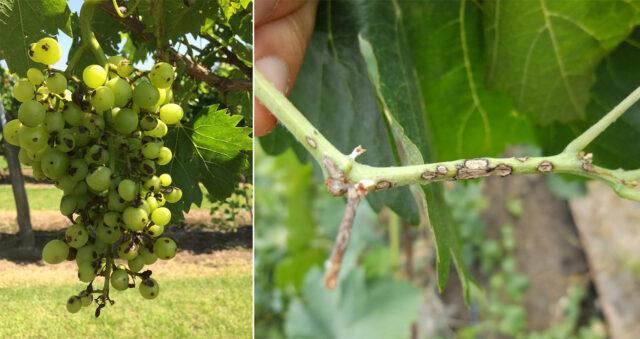 Brown spots appeared on the grapes: what to do, photo, how to process