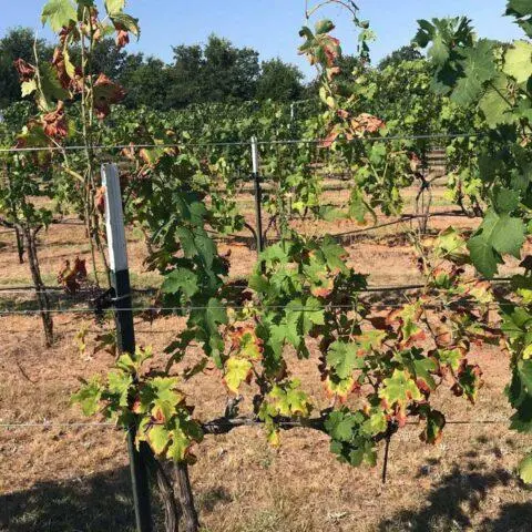 Brown spots appeared on the grapes: what to do, photo, how to process