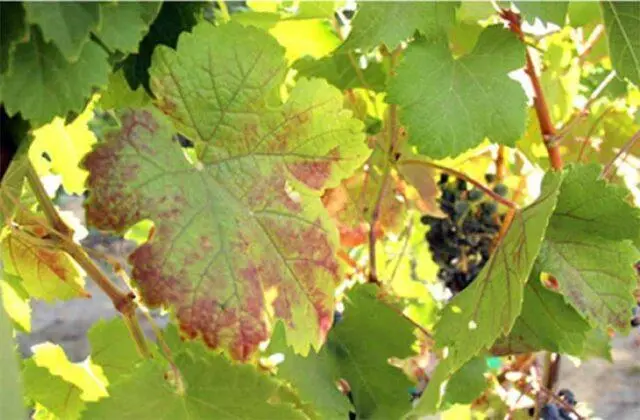 Brown spots appeared on the grapes: what to do, photo, how to process