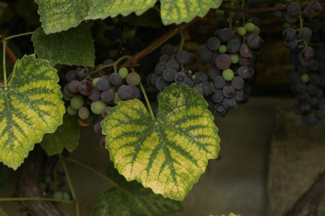 Brown spots appeared on the grapes: what to do, photo, how to process