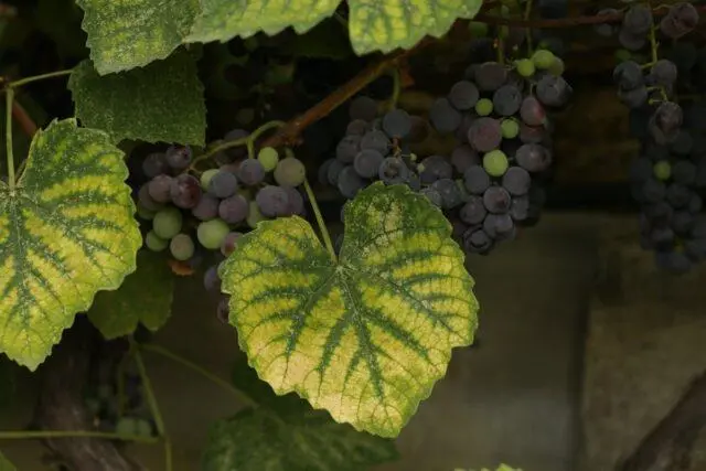 Brown spots appeared on the grapes: what to do, photo, how to process