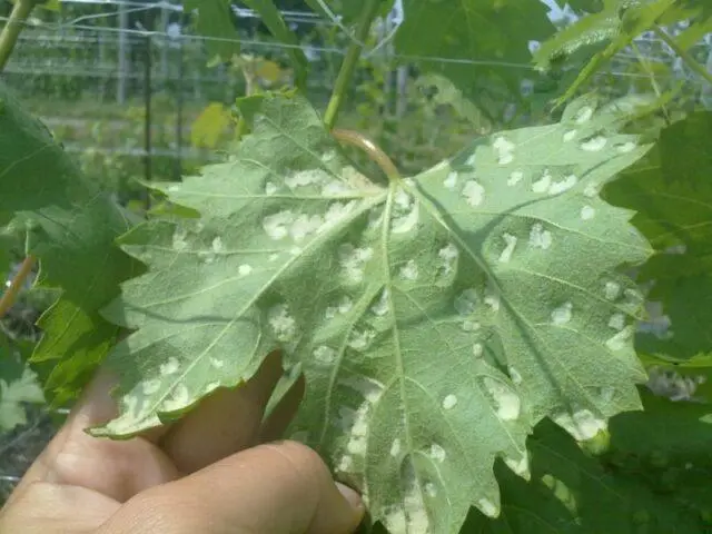 Brown spots appeared on the grapes: what to do, photo, how to process