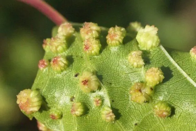 Brown spots appeared on the grapes: what to do, photo, how to process