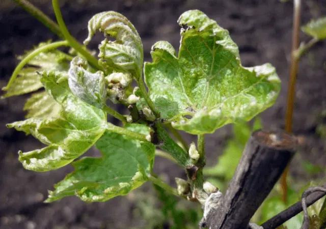 Brown spots appeared on the grapes: what to do, photo, how to process