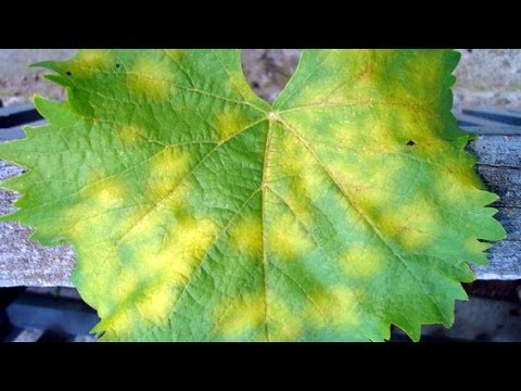 Brown spots appeared on the grapes: what to do, photo, how to process