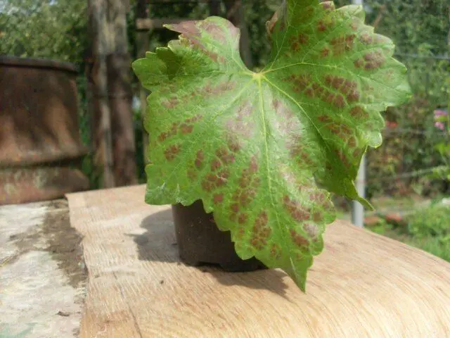 Brown spots appeared on the grapes: what to do, photo, how to process