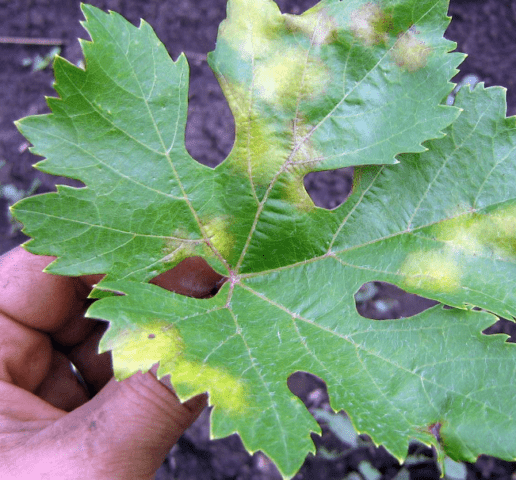 Brown spots appeared on the grapes: what to do, photo, how to process