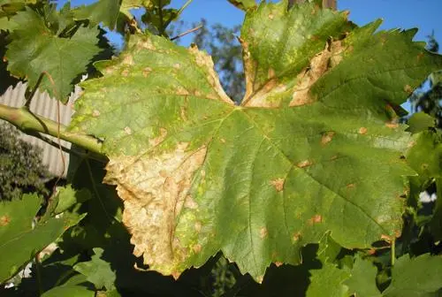 Brown spots appeared on the grapes: what to do, photo, how to process