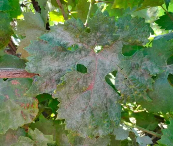 Brown spots appeared on the grapes: what to do, photo, how to process