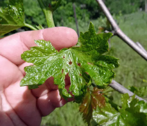 Brown spots appeared on the grapes: what to do, photo, how to process