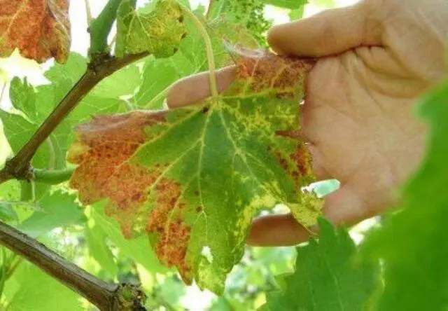 Brown spots appeared on the grapes: what to do, photo, how to process