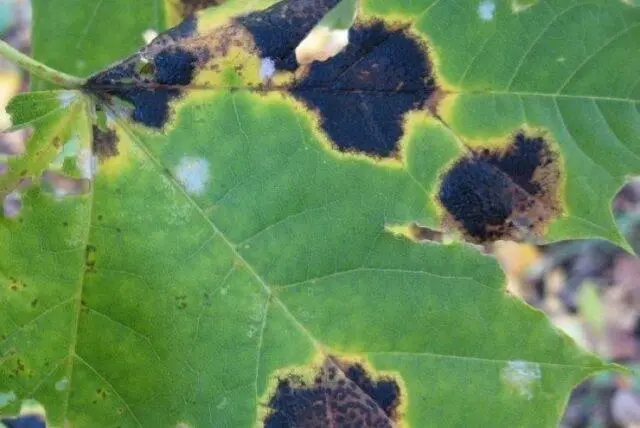 Brown spots appeared on the grapes: what to do, photo, how to process