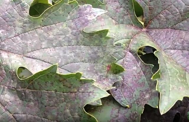 Brown spots appeared on the grapes: what to do, photo, how to process