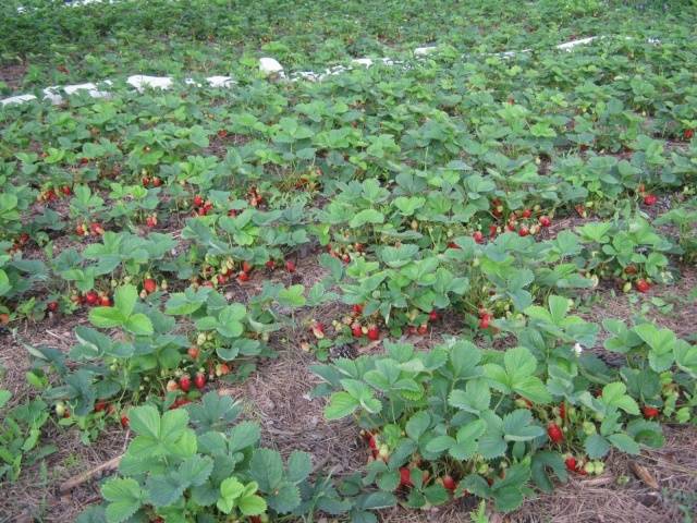 Brown spotting of strawberries: control methods