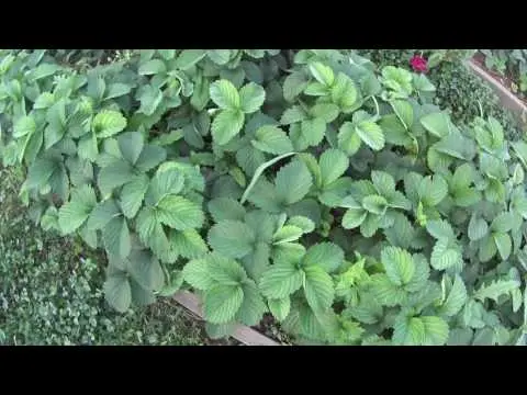 Brown spotting of strawberries: control methods