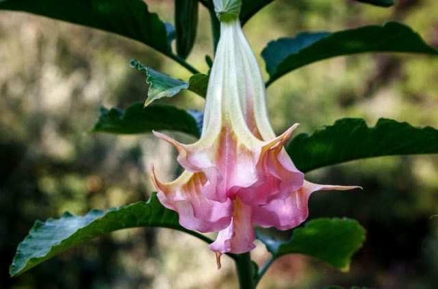 Brugmansia: growing from seeds, photos and videos