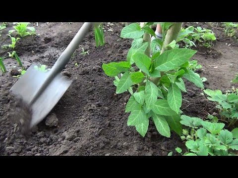 Brugmansia: growing from seeds, photos and videos