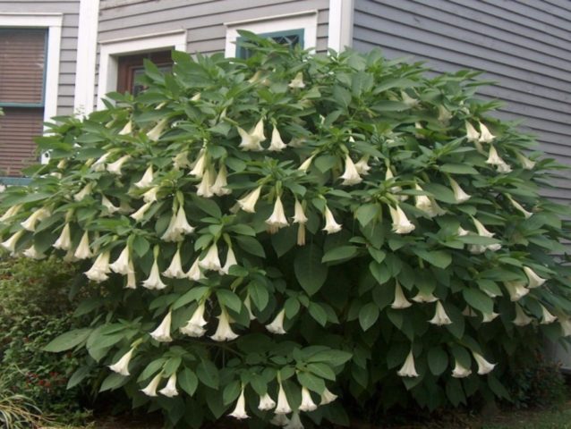 Brugmansia: growing from seeds, photos and videos