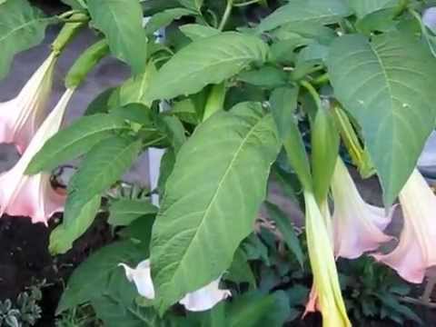 Brugmansia: growing from seeds, photos and videos