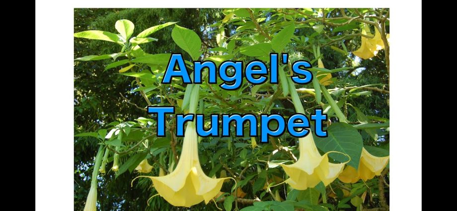 Brugmansia: growing from seeds, photos and videos