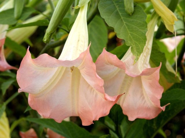 Brugmansia: planting and care at home and in the open field