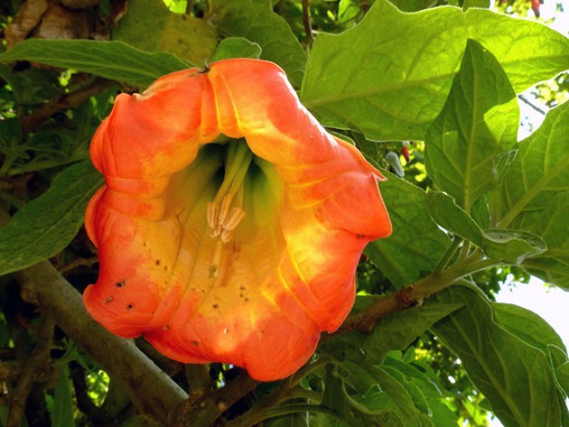 Brugmansia: planting and care at home and in the open field