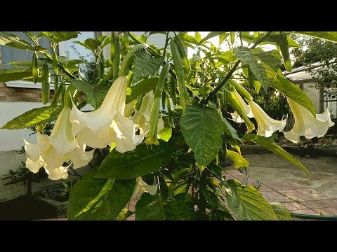 Brugmansia: planting and care at home and in the open field