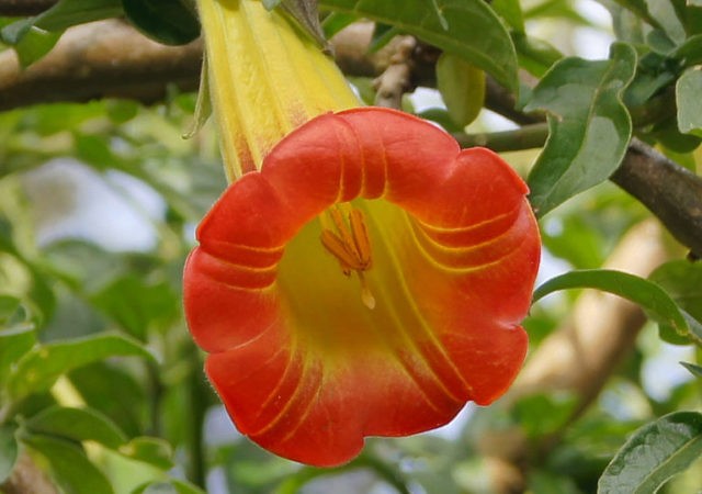 Brugmansia: planting and care at home and in the open field