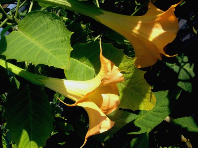 Brugmansia: planting and care at home and in the open field