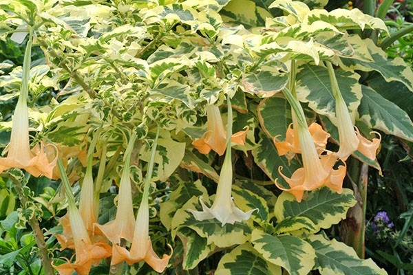 Brugmansia: planting and care at home and in the open field