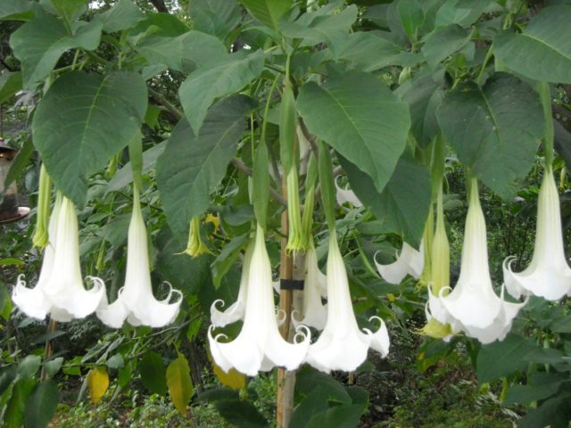 Brugmansia: planting and care at home and in the open field