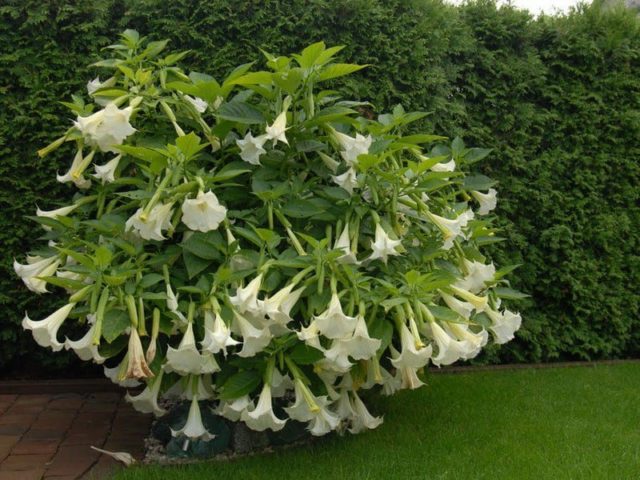 Brugmansia: planting and care at home and in the open field