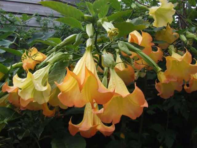 Brugmansia: planting and care at home and in the open field