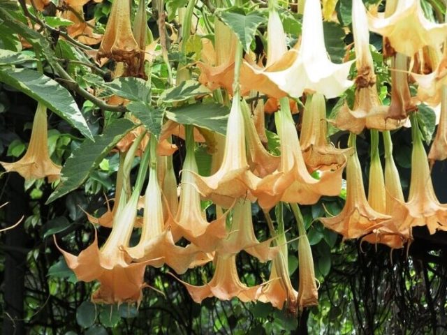 Brugmansia: planting and care at home and in the open field