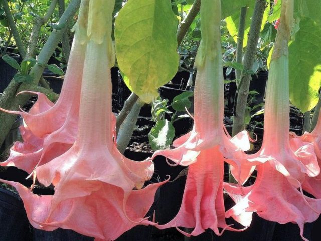 Brugmansia: planting and care at home and in the open field