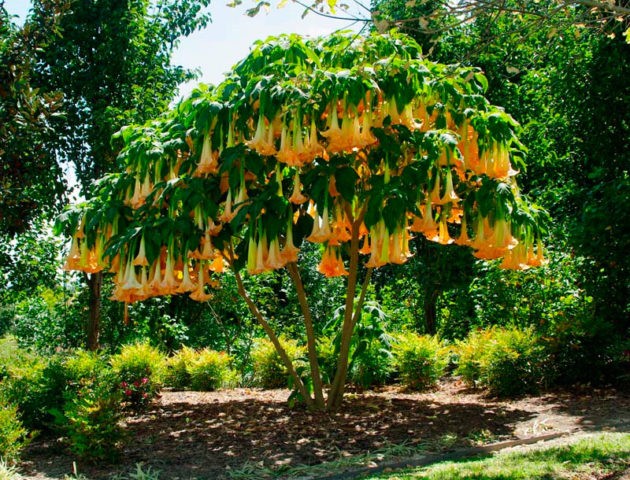 Brugmansia: propagation by cuttings in autumn and spring