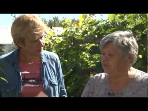 Brugmansia: propagation by cuttings in autumn and spring