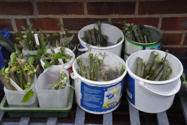 Brugmansia: propagation by cuttings in autumn and spring